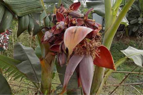 অলৌকিক কলাগাছ দেখতে হাজারো মানুষের ভিড়