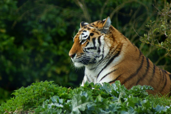 বাঘের সাথে মানুষের প্রতিযোগিতা!