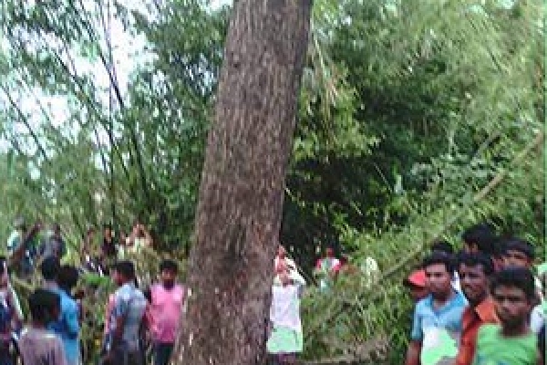 হুজুরের দোয়ায় ‘ঝড়ে উপড়ে যাওয়া গাছ হঠাৎ দাঁড়িয়ে গেল’!