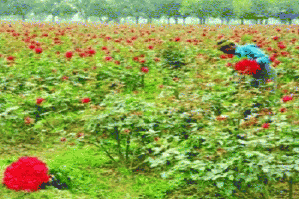 ফুলের গন্ধে বাঁচে হাজারো কৃষক