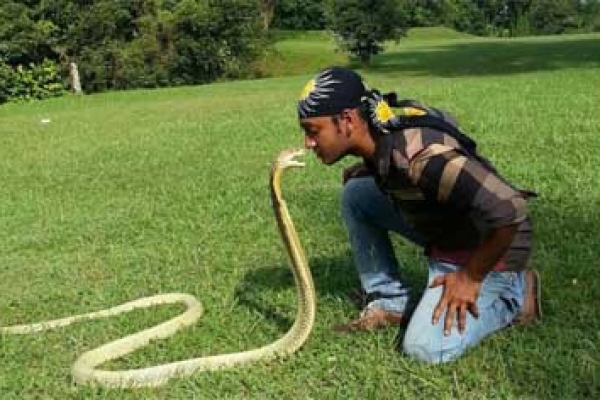 বিষধর গোখরা সাপের সাথে তার বন্ধুত্ব!