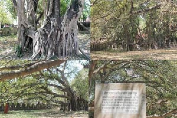 ঝিনাইদহে এশিয়া মহাদেশের বৃহত্তম বটগাছটি সংরক্ষনের উদ্দ্যোগ