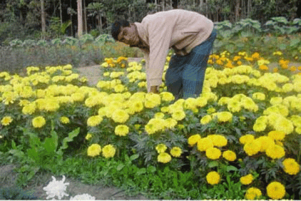 ফুল চাষে জীবন বাঁচে 