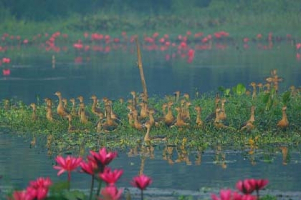 যেখানে পাখির আপন নীড়!