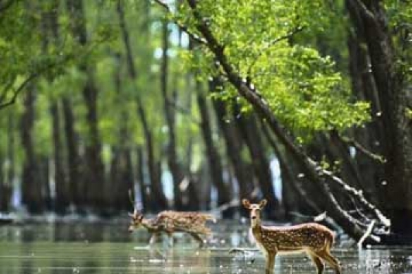 সুন্দরবনে মিলল ডায়াবেটিসের মহাওষুধ