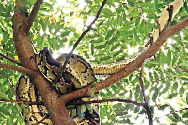 হঠাৎ গাছে ১০ ফুটের অজগর