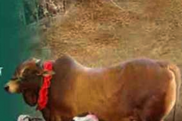 ইন্টারনেটে গরু-খাসি বিক্রি