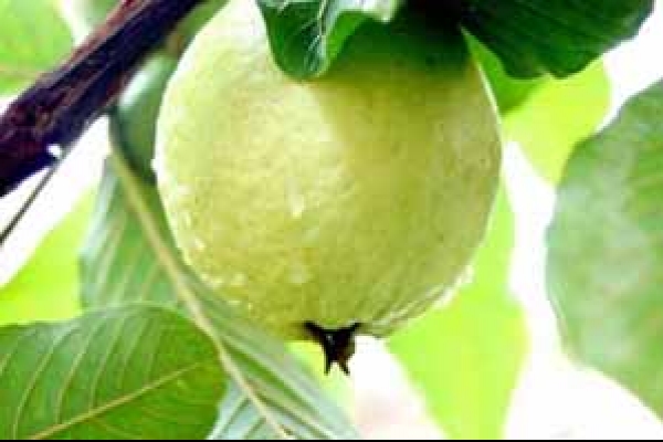 পুষ্টিগুণে ফলের সেরা পেয়ারা 