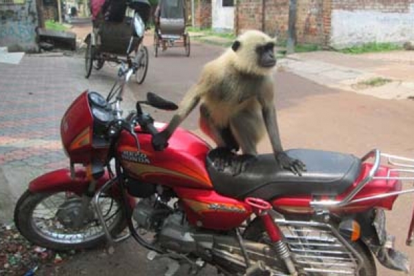 হনুমান আবার মোটরসাইকেলও চালায়!
