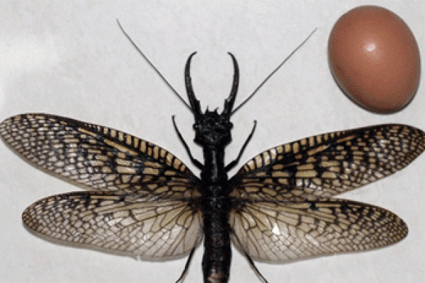 পৃথিবীর সবচেয়ে বড় ‘ড্রাগন ফড়িং’ 