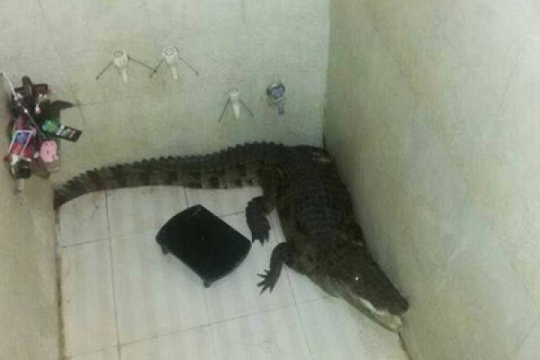 বাথরুমে কুমীর!