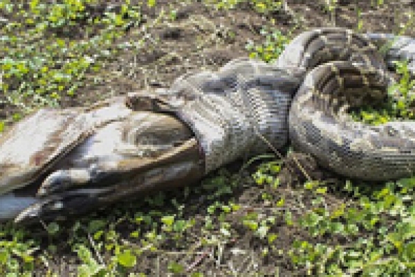 অজগরের শিকারে হরিণ