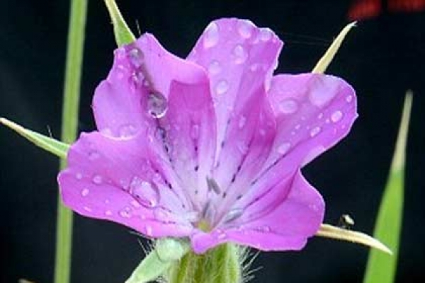 মৃত্যু যখন ফুলের ছোঁয়ায়!