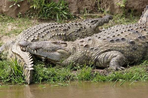 উগান্ডার মানুষখেকো কুমির! 