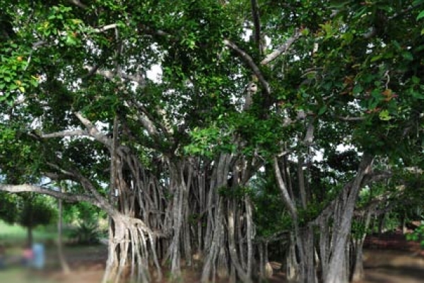 বটগাছের জাদুতে বিয়ে! 