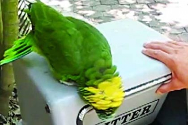 নারী কণ্ঠে টিয়ার হাসি! 