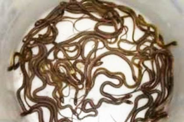 ১০৬টি গোখরা সাপ এক গর্তেই! 