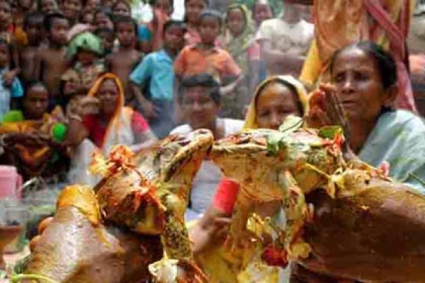 ব্যাঙের বিয়ে! 