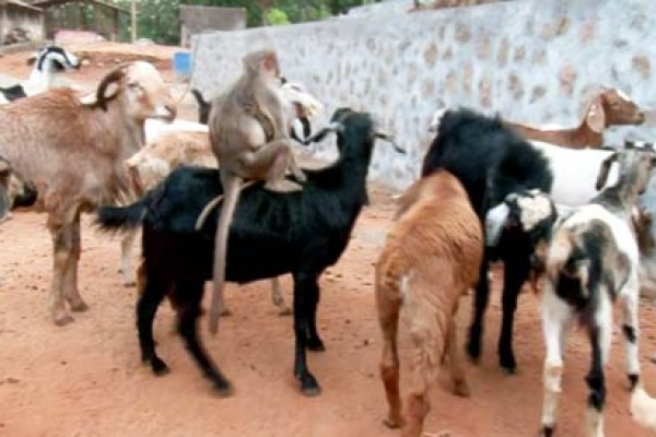 বানর যখন রাখাল! 