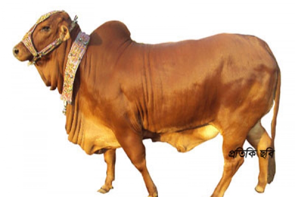 গরুর দাম ১৩ লাখ, কসাই খরচ ২ লাখ ৪০ হাজার