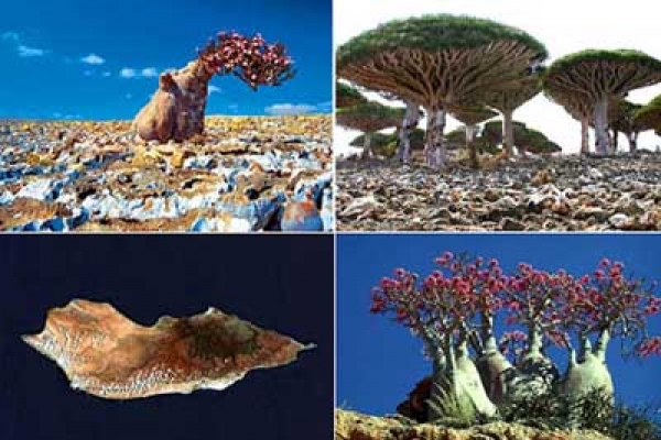 বৈচিত্রময় দ্বীপ সকোট্রা