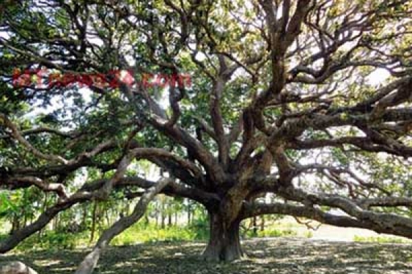 অদ্ভুত একটি আমগাছ!