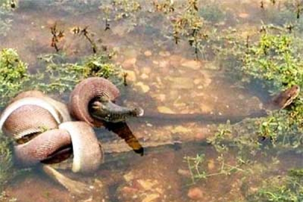 সাপ খেয়ে ফেললো কুমিরকে