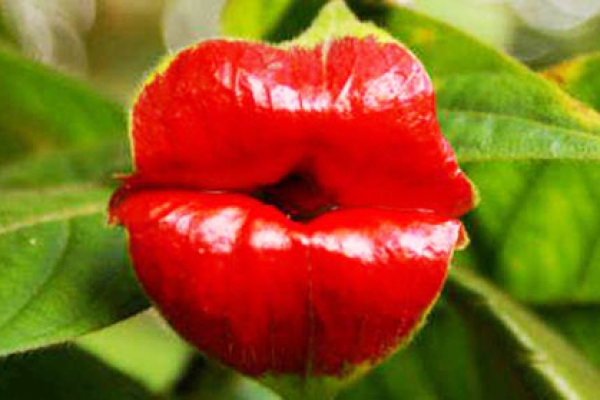 চুমু দেবে ফুল 