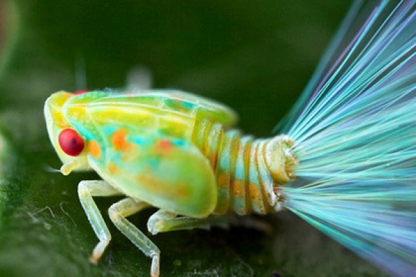রৌপ্যকেশী দুর্লভ পোকা 