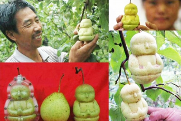 শিশু আকৃতির অদ্ভুত ফল ! 