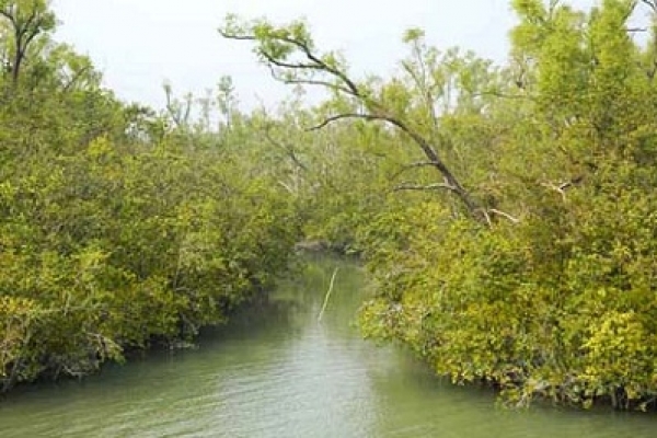 সুন্দরবন পরিদর্শনে ১২ পর্যটন মন্ত্রী