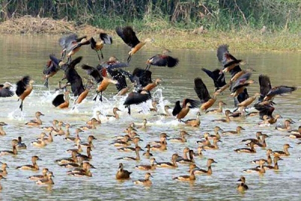 ঝাঁকে ঝাঁকে আসছে অতিথি পাখি, কী অপরূপ দৃশ্য!