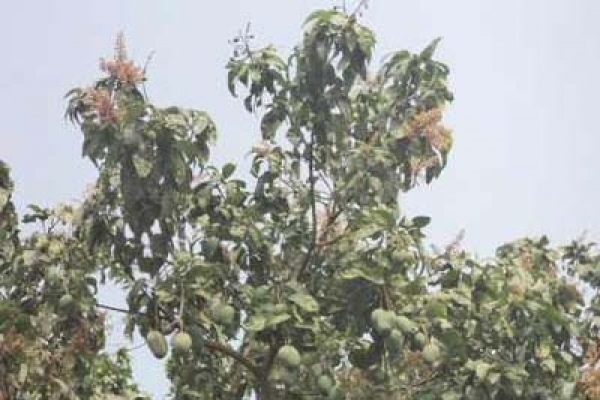 রহস্যেঘেরা এক আম গাছ!