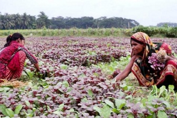 বাংলাদেশ : কেমন কাটলো ২০১৫