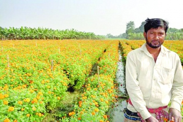 হলুদ গাঁদায় বদলে গেল জীবনের রঙ