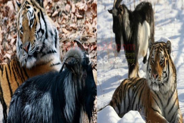 বাঘে-ছাগলে বন্ধুত্ব!