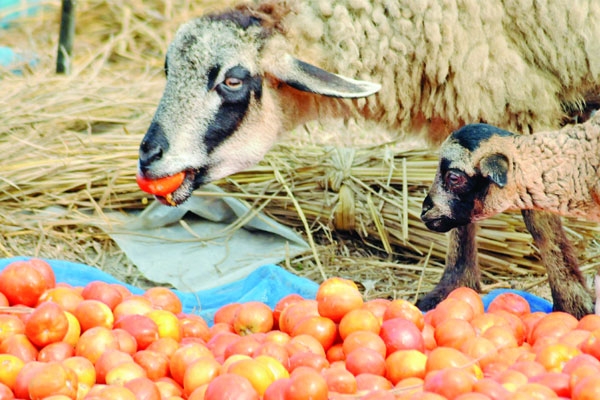 পাগলে কী না বলে, ছাগলে কী না খায়!