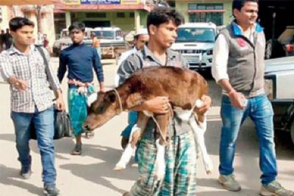 বাছুর নিয়ে ডিসির কার্যালয়ে, উৎসুক জনতার ভিড়