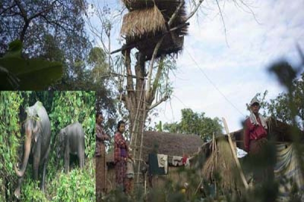 হাতির ভয়ে গাছে ঘর বানিয়ে গ্রামবাসীর বসবাস!