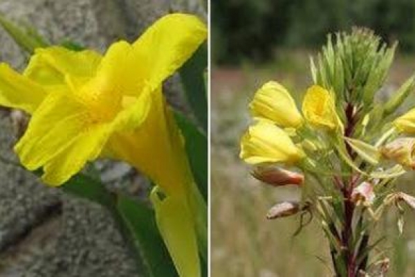 আল্লাহ পাকের কী মহিমা, পাঁচ ওয়াক্ত আজানের ধ্বনিতে ফুল ফোটে!