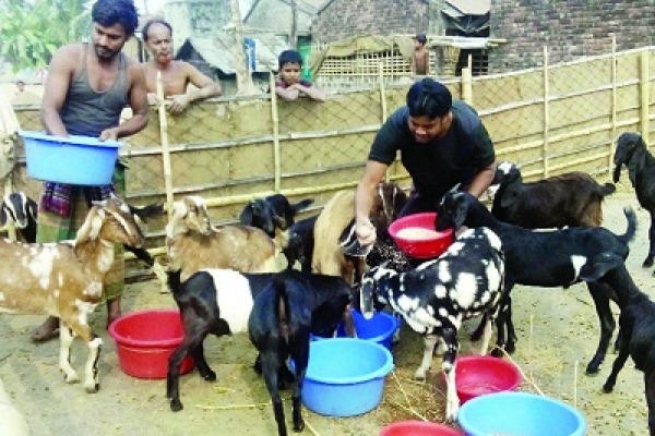 স্ত্রীর কেনা একটি ছাগলই বদলে দিল নজরুলের ভাগ্যের চাকা