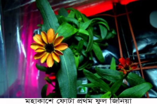 বিরল ঘটনা! ফুল ফুটেছে মহাকাশে