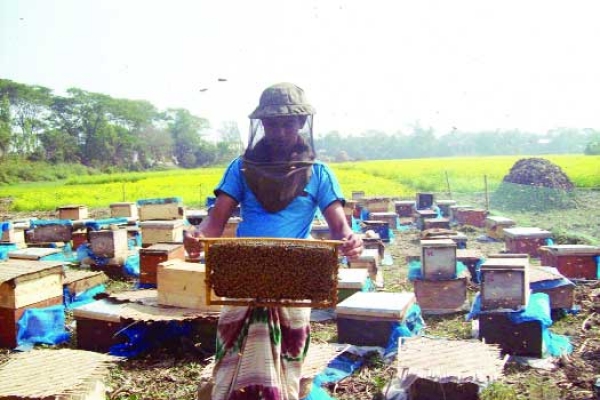 মধু চাষে বদলে যাচ্ছে জীবন