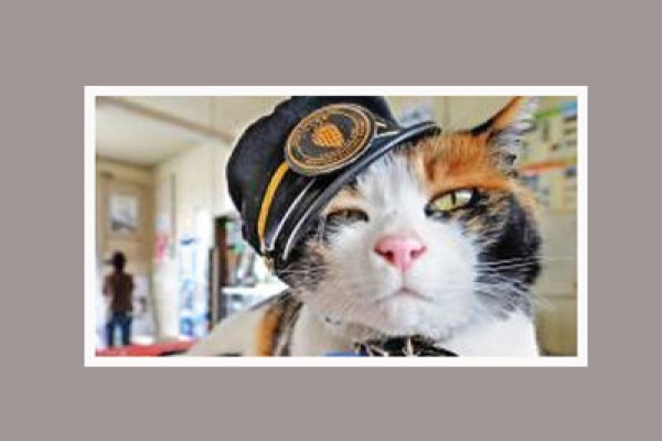 ইঁদুর তাড়িয়ে বিড়ালের পদোন্নতি!