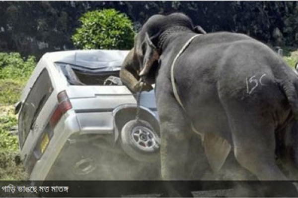 প্রেমে ছ্যাঁকা খেয়ে ১৫টি গাড়ি ভাঙল হাতি