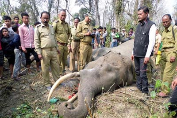 ভয়ঙ্কর মাছির কামড়ে হাতির মৃত্যু