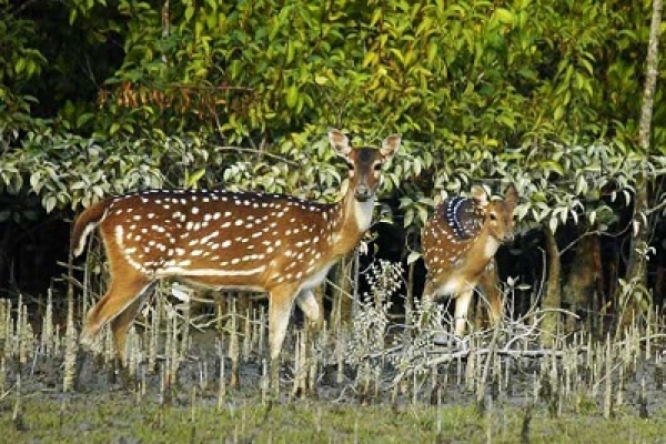 সুন্দরবন আমাদের জন্য গুরুত্বপূর্ণ কেন?