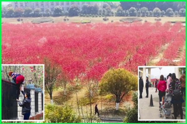 ফুলের টানে হাজার হাজার মানুষ জেলখানায়