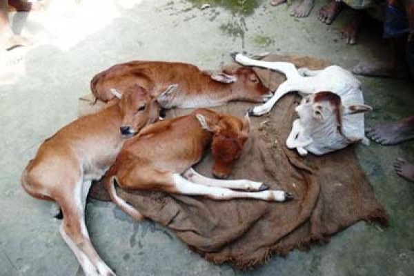 দু’পায়ী বাছুর!