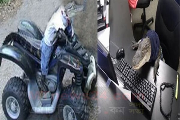 অবাক কাণ্ড, কম্পিউটার শেখা থেকে বাইকে চড়া, মানুষের মত সব কাজ করছে কুমির!